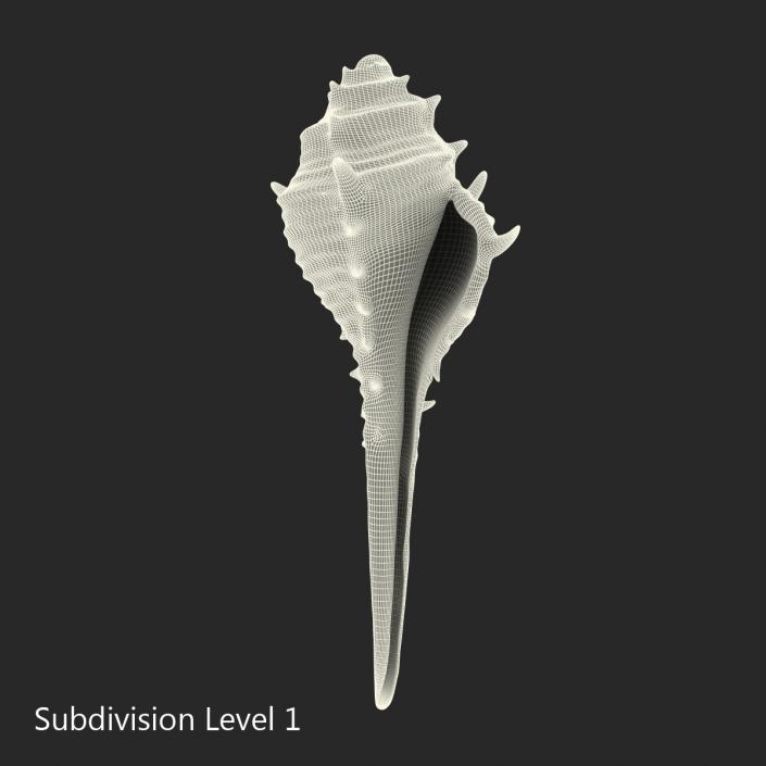 3D model Seashell 3