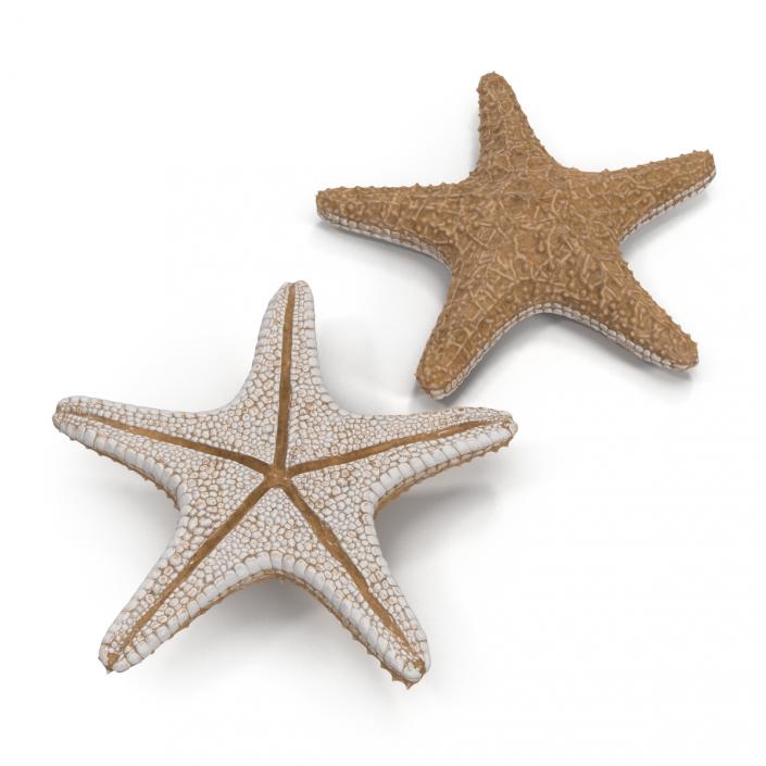 3D model Starfish
