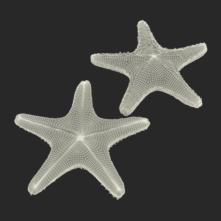 3D model Starfish