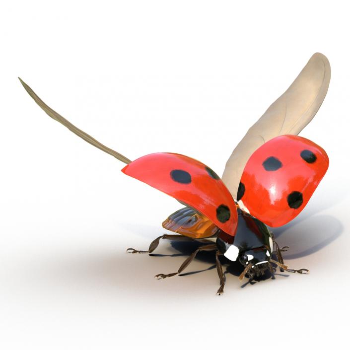 3D model Flying Ladybug with Fur Rigged