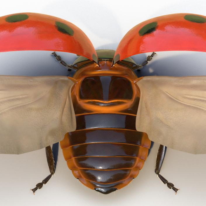 3D model Flying Ladybug with Fur Rigged