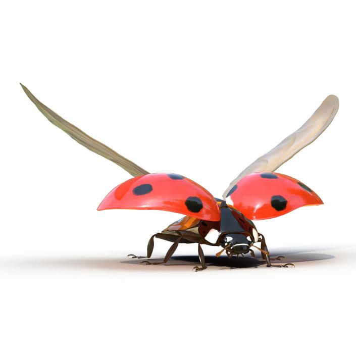 3D Flying Ladybug Rigged