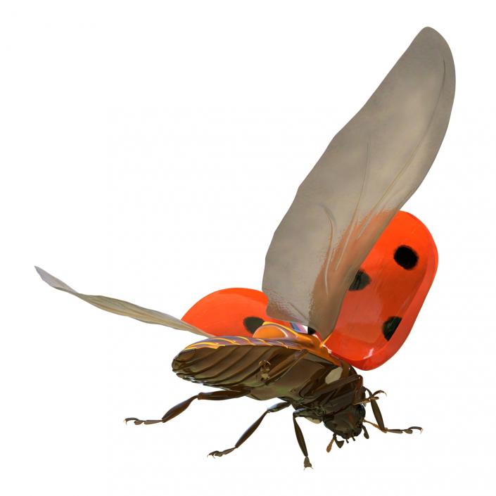 3D Flying Ladybug Rigged
