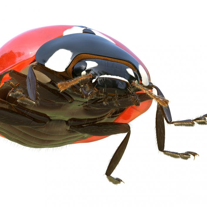 3D LadyBug Rigged with Fur model