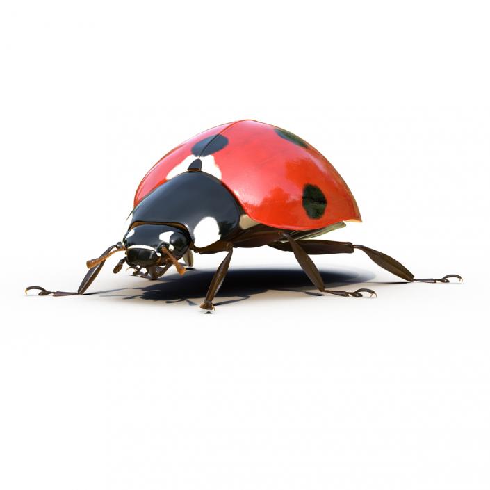 LadyBug Rigged 3D model