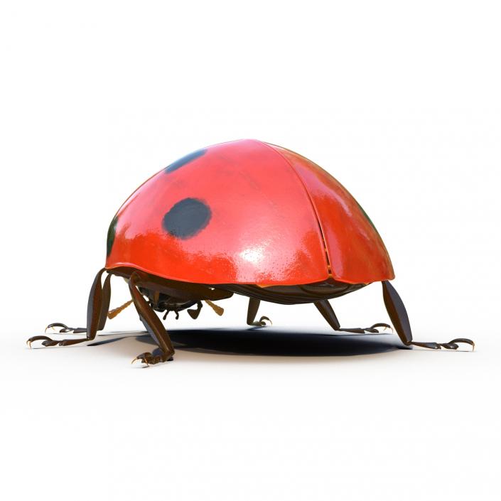LadyBug Rigged 3D model