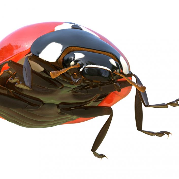LadyBug Rigged 3D model  3D Molier International