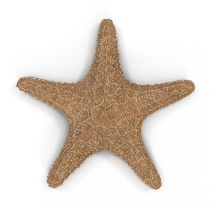 Starfish with Fur 3D