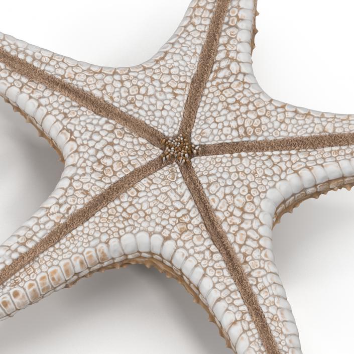Starfish with Fur 3D