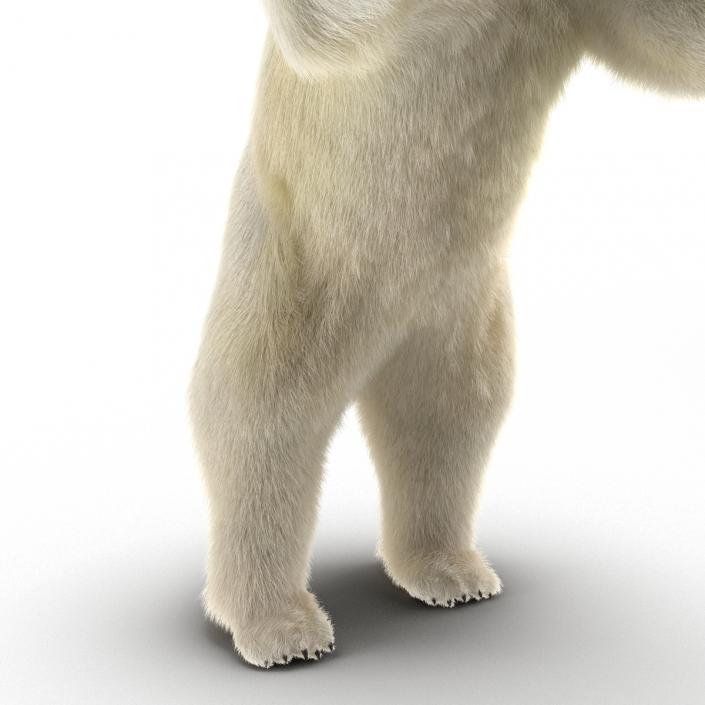 3D Polar Bear with Fur Pose 3