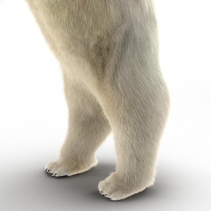 3D Polar Bear with Fur Pose 3