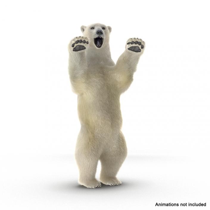 3D Polar Bear with Fur Rigged