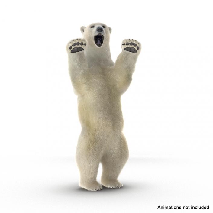 3D Polar Bear with Fur Rigged