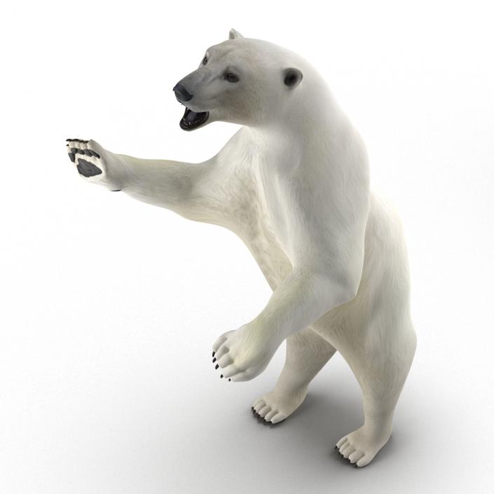 Polar Bear Rigged 3D