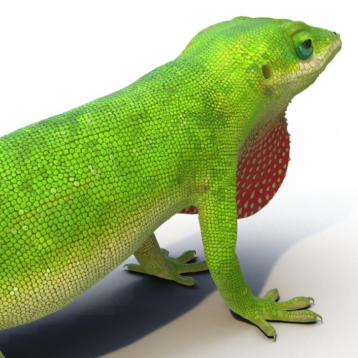 3D Carolina Anole Lizard Rigged model