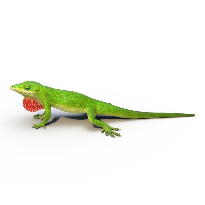 3D Carolina Anole Lizard