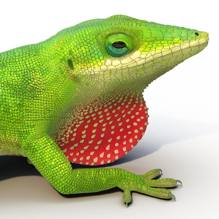 3D Carolina Anole Lizard Pose 3 model