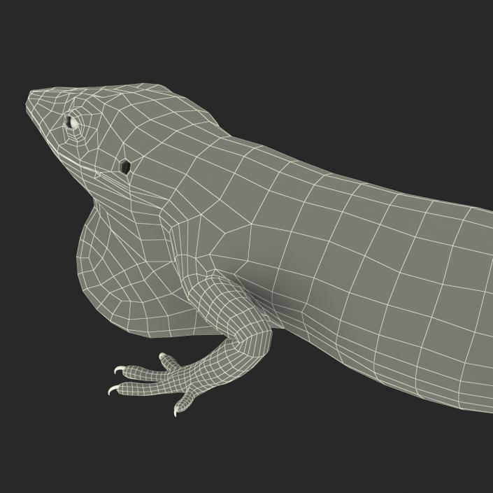 3D Carolina Anole Lizard Pose 3 model