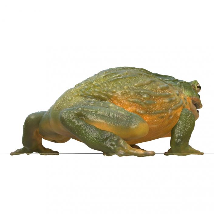 3D African Bullfrog Pose 3 model