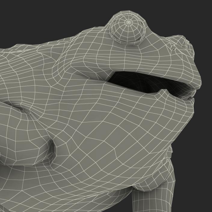 3D African Bullfrog Pose 3 model