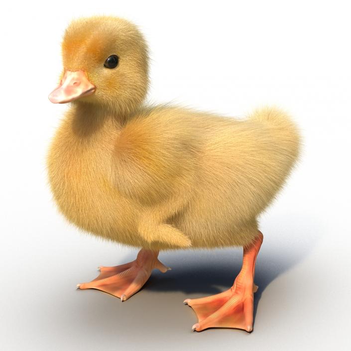 3D model Duckling Rigged