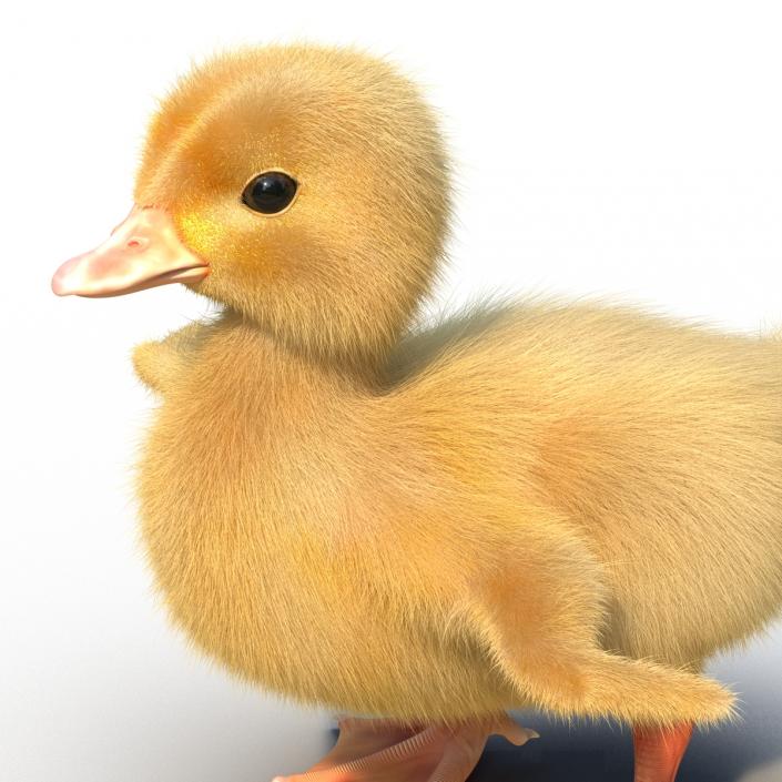 3D model Duckling Rigged