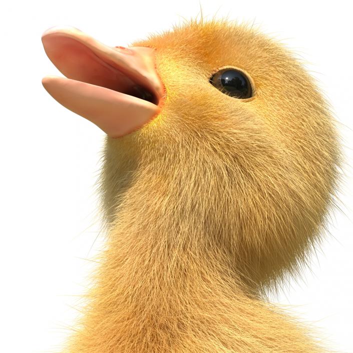 3D model Duckling Pose 4