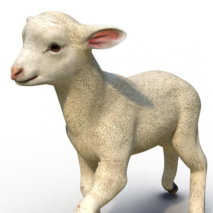 3D Lamb Pose 2