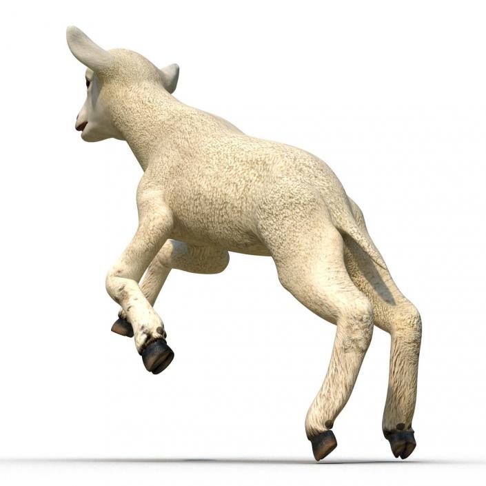 3D Lamb Pose 3