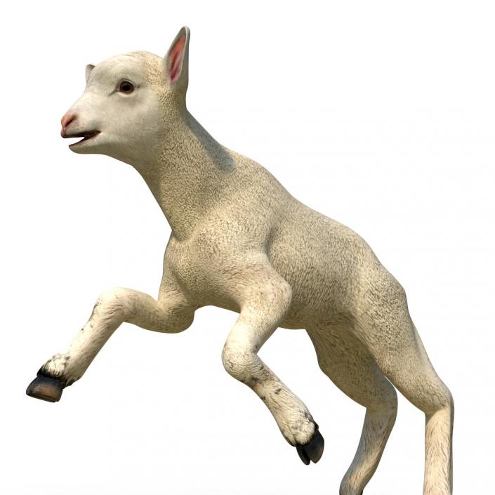 3D Lamb Pose 3
