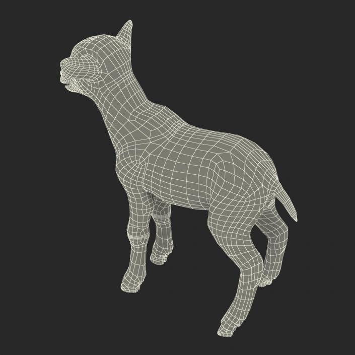 3D model Lamb Rigged with Fur