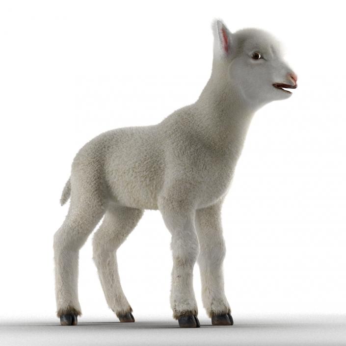 3D Lamb with Fur model
