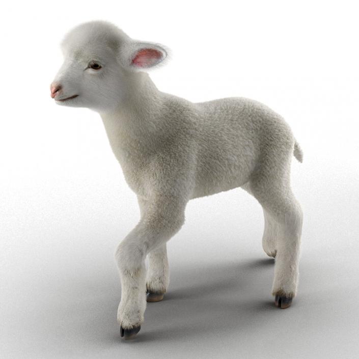 3D model Lamb Pose 2 with Fur