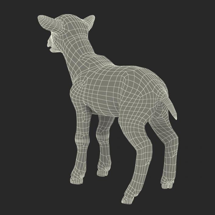 3D Lamb with Fur model