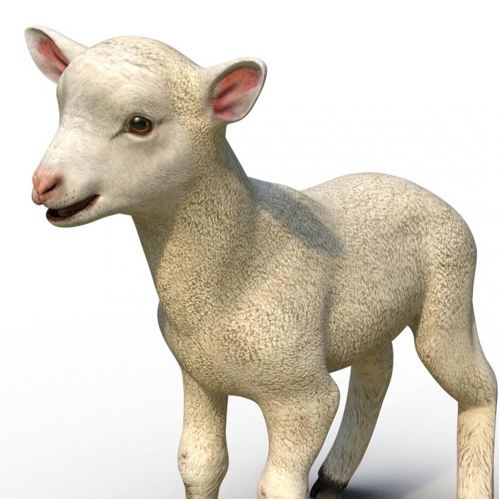 3D Lamb Rigged