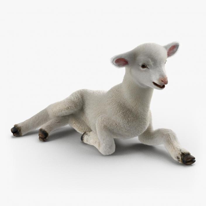 3D model Lamb Pose 4 with Fur