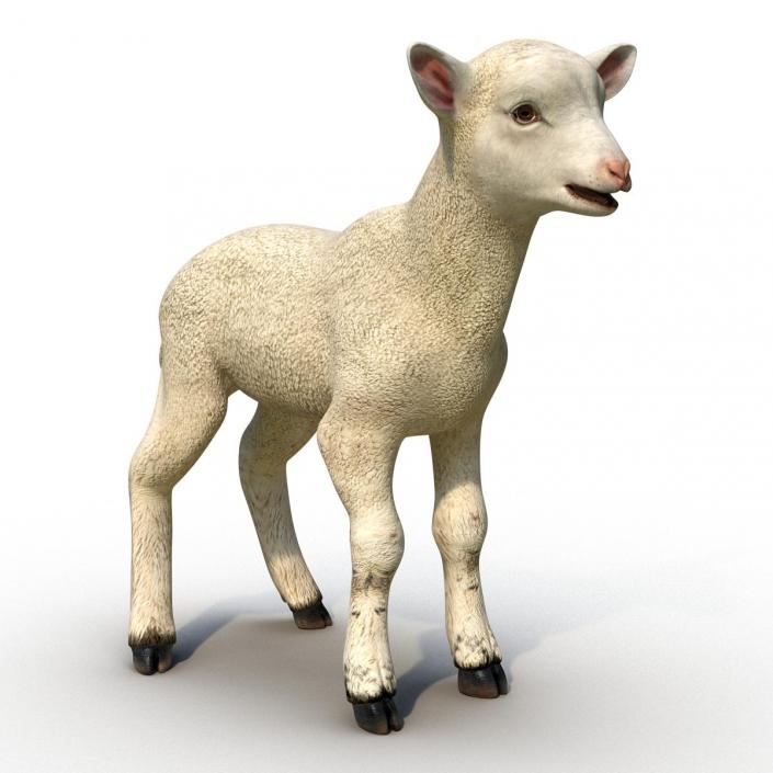 3D model Lamb