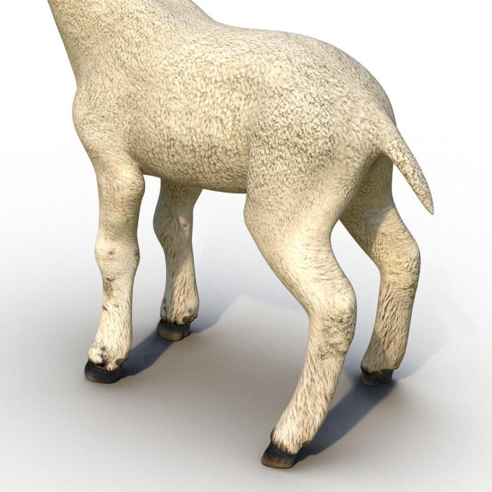 3D model Lamb