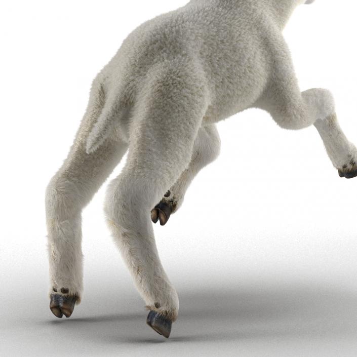 3D model Lamb Pose 3 with Fur