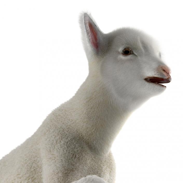 3D model Lamb Pose 3 with Fur