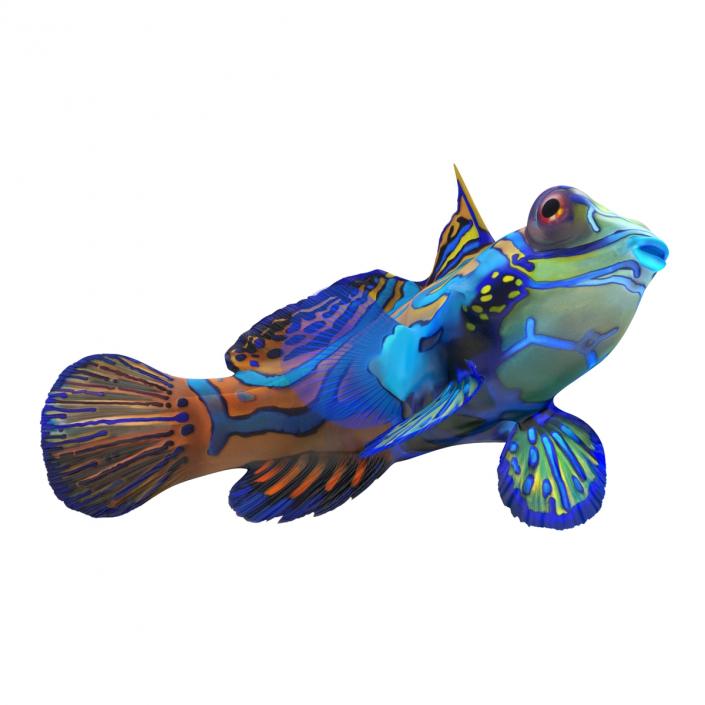 Mandarinfish Rigged 3D model