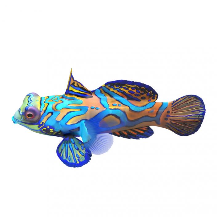 Mandarinfish 3D