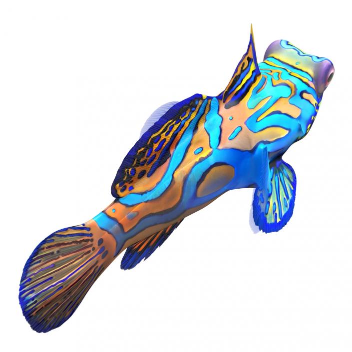 Mandarinfish 3D