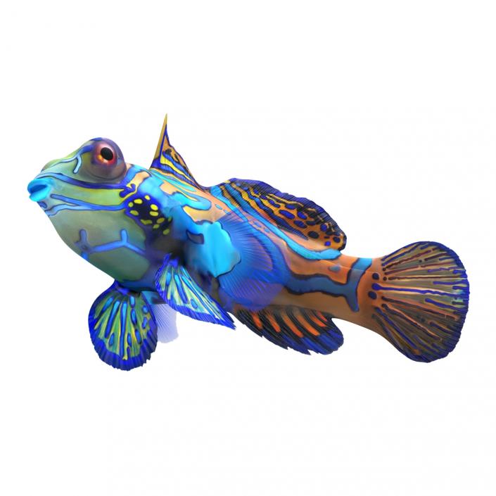 Mandarinfish Pose 2 3D model