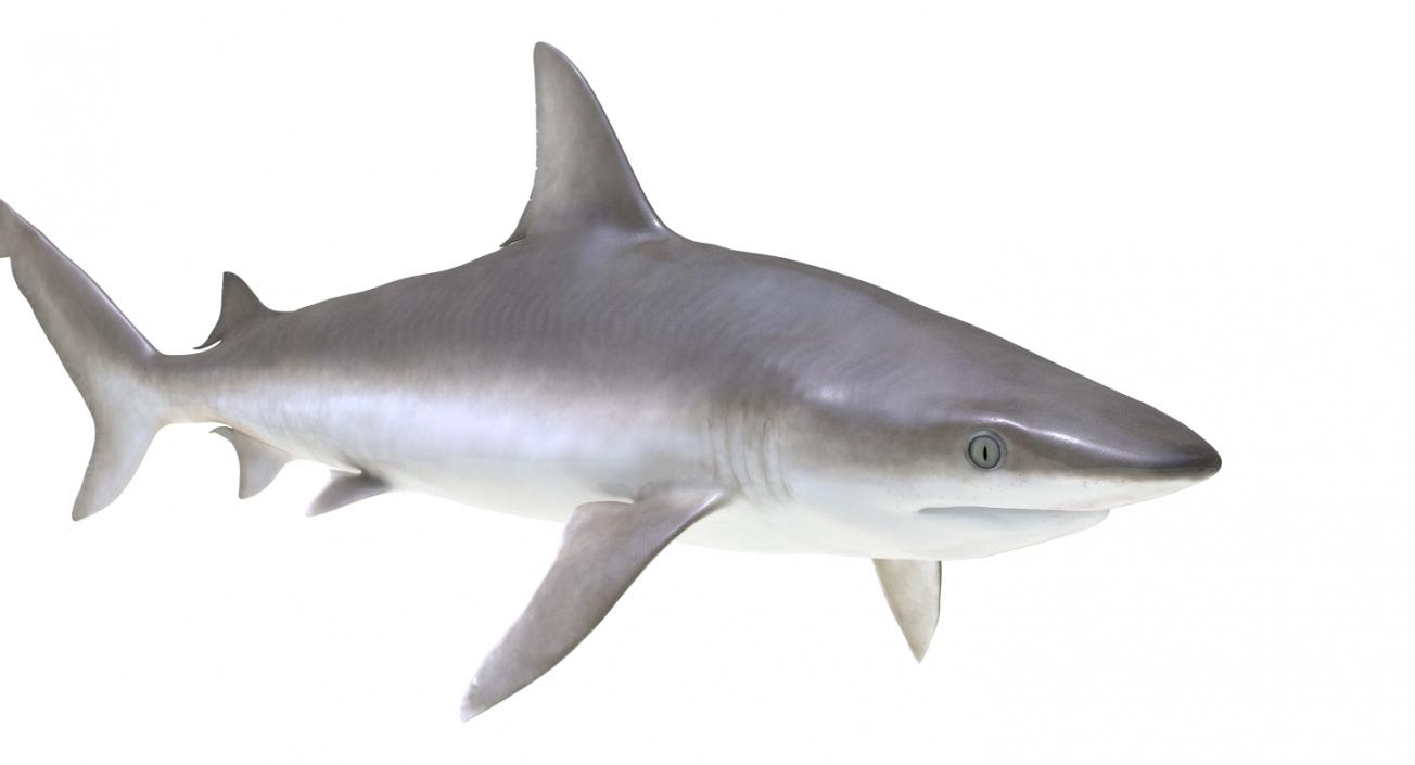 3D model Blacknose Shark