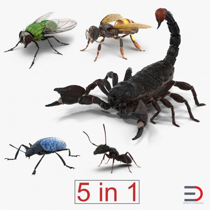 3D Insects Collection model