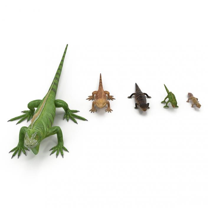 3D Lizards Collection model