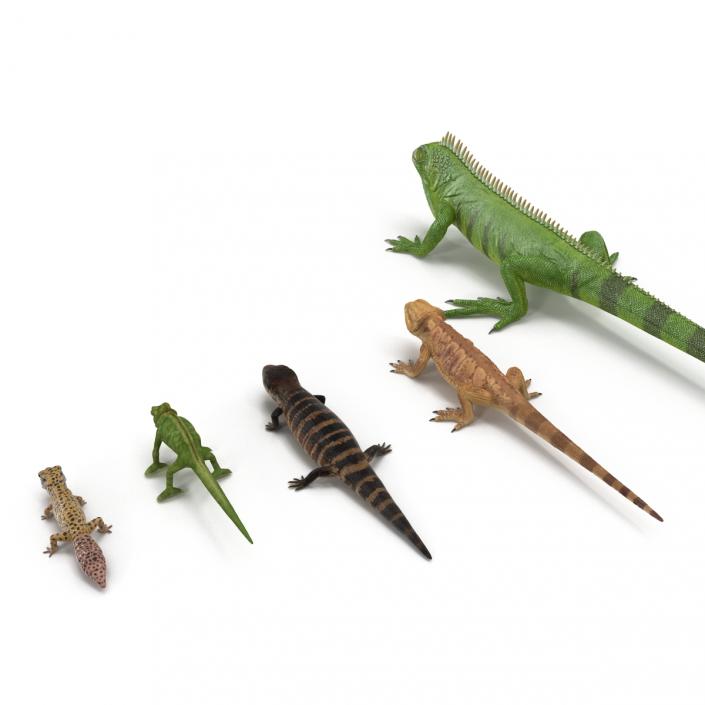3D model Rigged Lizards Collection