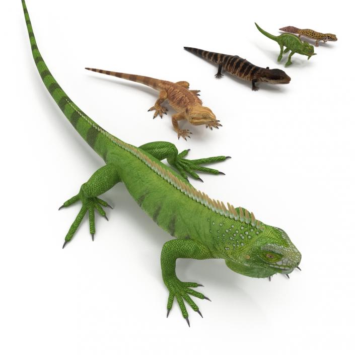 3D model Rigged Lizards Collection