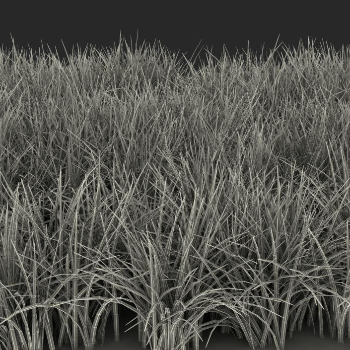 3D model Ryegrass